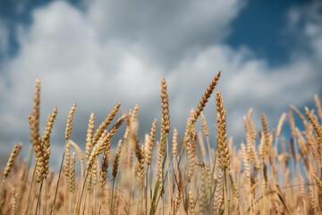 wheat field and clear blue sky at summer day