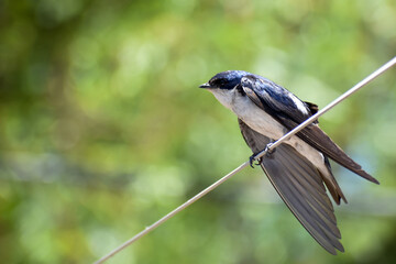 Golondrina Chilena