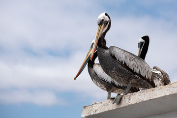 Pelicano 