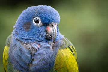 Loro