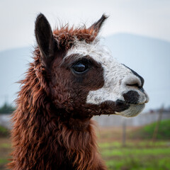 Obraz premium Llama al horizonte