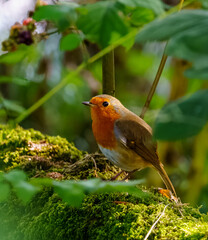 robin on a branch