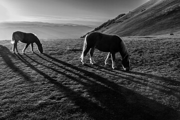 Horses pasturing on top of a mountain at sunset, with long shadows - 645095384