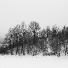 Winter landscape, with trees and hill covered by snow - 645096307