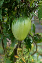 Green tomato on the plant, organic farming
