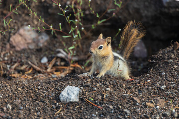 Ground squirrel peeking out of the ground