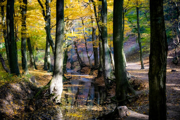 Autumn forest with a stream with sunlight filtering through the yellow leaves