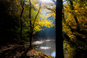 Autumn forest with a stream with sunlight filtering through the yellow leaves