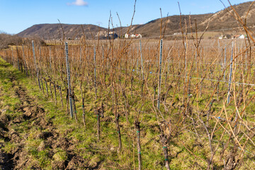 Fototapeta na wymiar Leafless vines in winter sunshine
