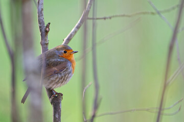 robin on a branch