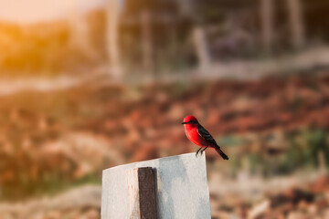 pássaro vermelho pousado em uma placa