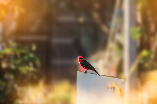 pássaro vermelho pousado em uma placa