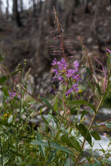Fireweed wildflowers close-up
