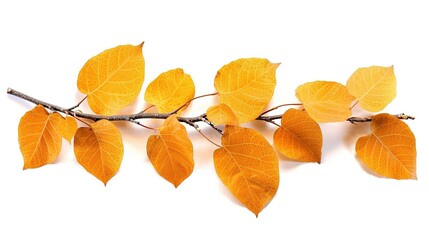 Fototapeta premium autumn leaves isolated on white