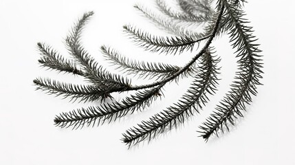 fern leaf isolated on white