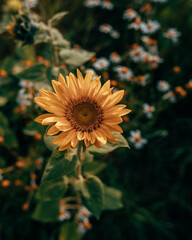A field of sunflowers in sunlight