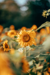 A field of sunflowers in sunlight
