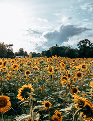 A field of sunflowers in sunlight