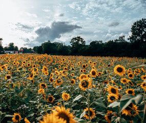 A field of sunflowers in sunlight