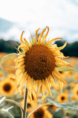 A field of sunflowers in sunlight