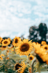 A field of sunflowers in sunlight