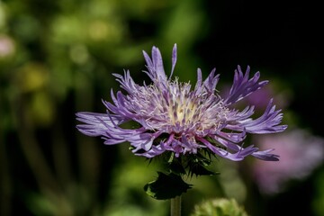 purple aster