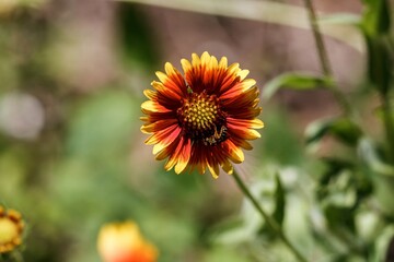 bee on flower