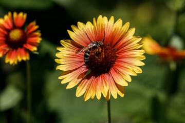 bee on a flower