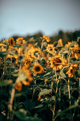 A field of sunflowers in sunlight