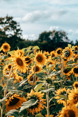 A field of sunflowers in sunlight