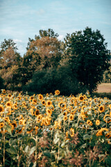 A field of sunflowers in sunlight