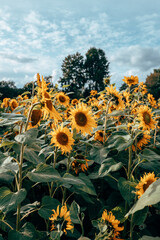 A field of sunflowers in sunlight
