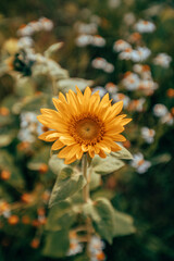 A field of sunflowers in sunlight