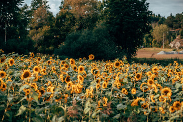 A field of sunflowers in sunlight
