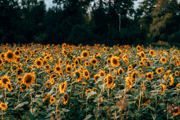 A field of sunflowers in sunlight