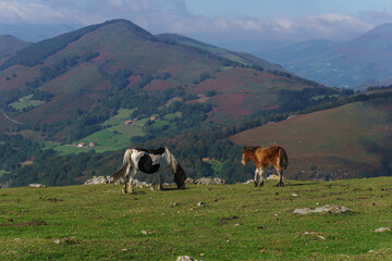 Fototapeta na wymiar Two horses pasturing in the mountain meadows of basque country with beautiful view, Euskal Herria, Navarre, Spain.