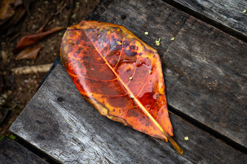 Closeup of big red leaf over wet wooden deck