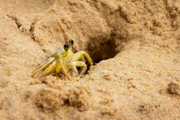 Closeup of crab coming out of hole in beach sand