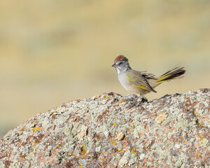 A Green-tailed Towhee views his territory from the top of a granite rock.