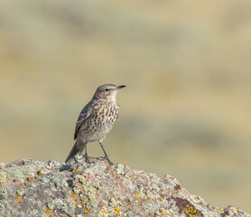 A Sage Thrasher views his territory from atop a granite boulder; Wyoming, USA.