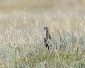 A Greater Sage Grouse on Wyoming's prairie