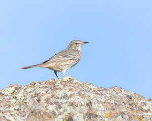 A Sage Thrasher views his territory from atop a granite boulder; Wyoming, USA.