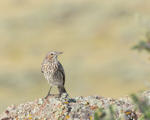 A Sage Thrasher views his territory from atop a granite boulder; Wyoming, USA.