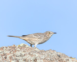 A Sage Thrasher views his territory from atop a granite boulder; Wyoming, USA.
