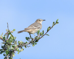 A Sage Thrasher perches on the limb of a Mountain Mahogany bush; Wyoming, USA