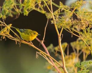 A Yellow Warbler looks for insects in thick vegetation.