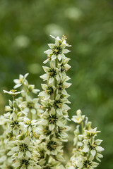 California corn lily close-up