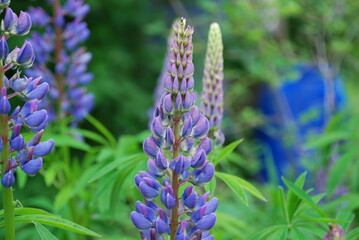 Purple flowers under the sun. The lupine or wolf bean plant grows in clusters of the same flowers. On one stem there are many boat-shaped inflorescences. They have a bright purple color