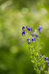 Monkshood wildflower close-up