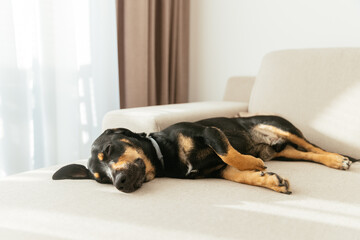 Beautiful black dog sleeping on the white couch. Dog waiting for owner. Home alone dog. Sleeping black dachshund laying in the sun on sofa couch. Cozy time